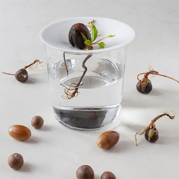 Botanopia- Porcelain Germination & Propagation Plate size S